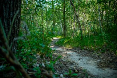 Ağaçların arasından geçen güzel bir yol.