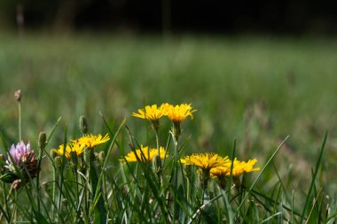 Güzel bir çiçeğin yakın çekimi.