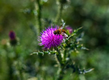 Pembe çiçekli bir arı