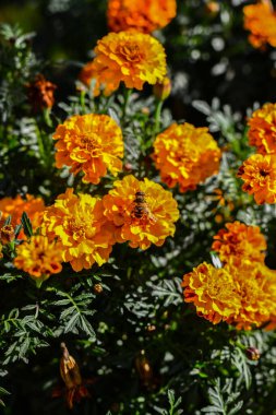 Bahçedeki güzel çiçekler