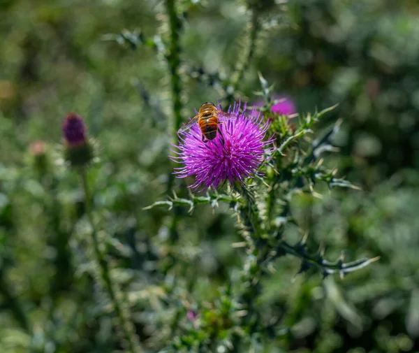 Tarlada güzel çiçekler