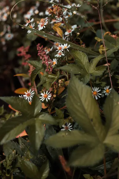 Bahçedeki güzel çiçekler