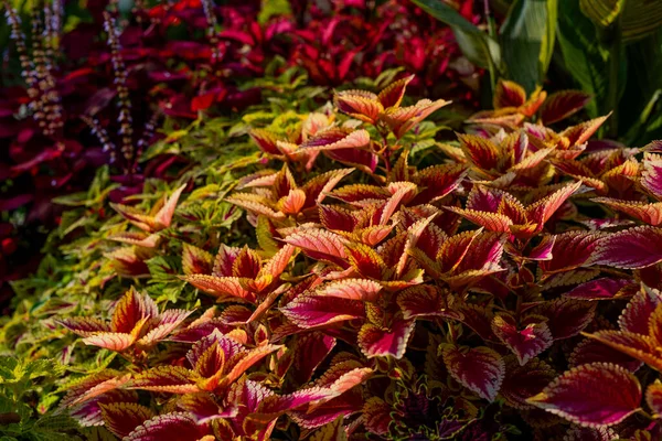 Bahçedeki güzel çiçekler