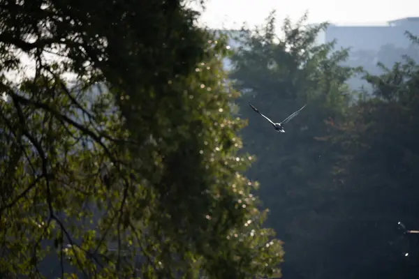 Ormanda uçan kuşlar