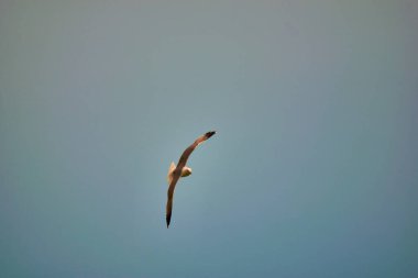 Martı gökyüzünde uçuyor.