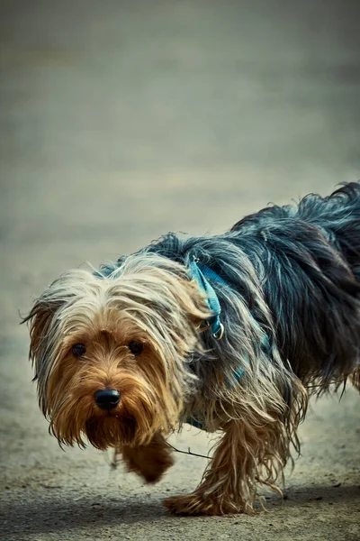 Tatlı köpek yolda koşuyor.