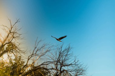 Ormandaki güzel kuş