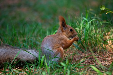 Ormandaki kırmızı sincap