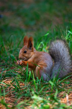 Ormandaki kırmızı sincap
