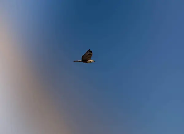 a bird in the sky