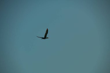 Bir kuşun yakın plan çekimi.