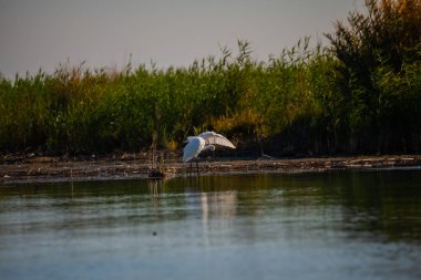 Nehir kıyısında balıkçıl