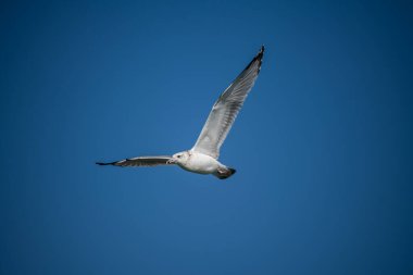 Martı gökyüzünde uçuyor.