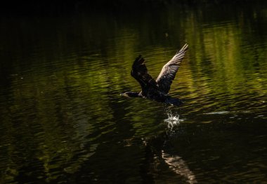 Gölde uçan bir ördek