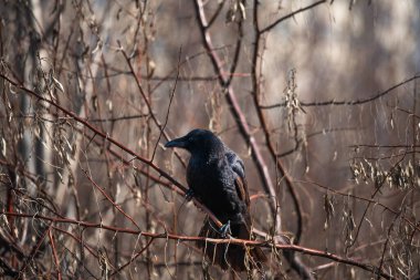 Kara kuş kışın dalda oturuyor.