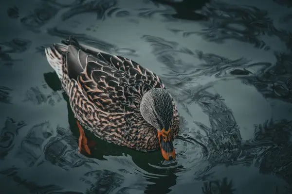 Divoká Kachna Černém Jezeře — Stock fotografie