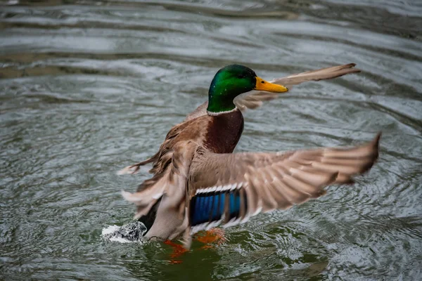 Gölde bir yaban ördeği
