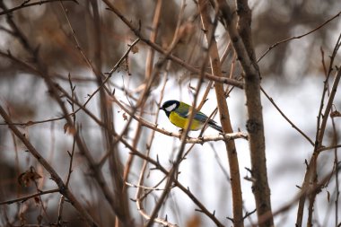 Bir kuş ağaç dalında oturuyor.