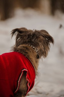 Kardaki köpek.