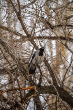 Siyah karga bir ağaç dalında oturur.