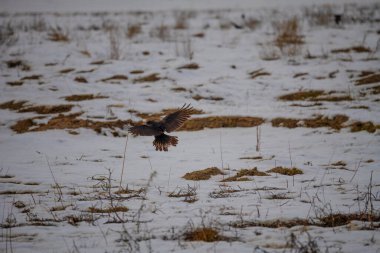 Kardaki vahşi kuşlar