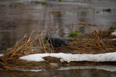 Karda bir kuş sürüsü
