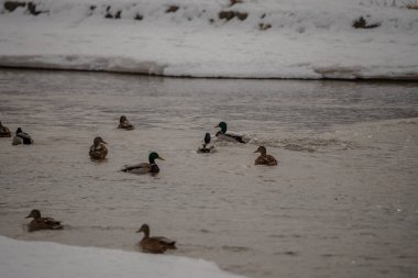 ducks swim in the winter