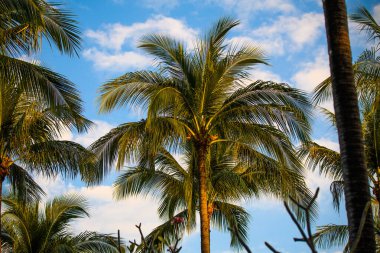 Mavi gökyüzü arka planında palmiye ağacı