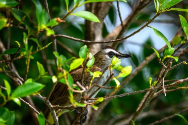 Kuş bahçedeki bir kuştur.