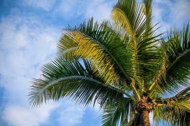 Sahilde palmiye ağacı