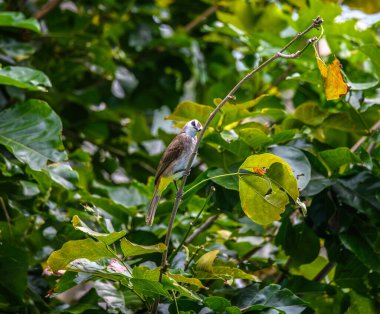 Ormanda yeşil yapraklar