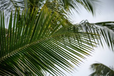 Tropikal ormanda palmiye ağaçları