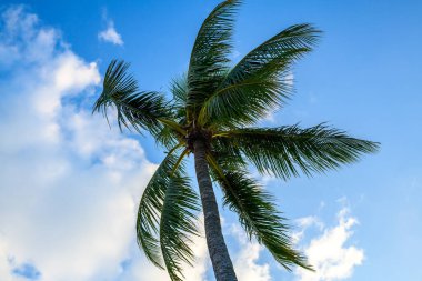 Güzel mavi gökyüzü arkaplanlı hindistan cevizi ağacı, tropikal palmiye ağacı, seyahat kavramı.