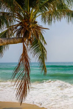 sri Lanka tropikal plaj