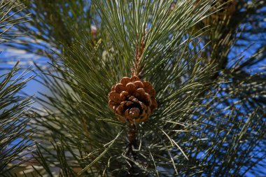 Ormandaki bir ağaçtaki çam kozalağı