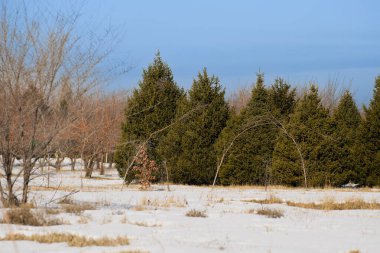 Karda ağaçlar ve çalılar olan kış ormanı.
