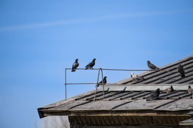 Kuşlar evin tepesinde oturuyor.