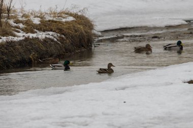 Kışın nehirde yüzen vahşi ördekler