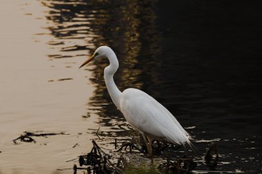 Sudaki beyaz balıkçıl