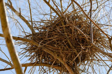 Genç bir söğüdün yuvası