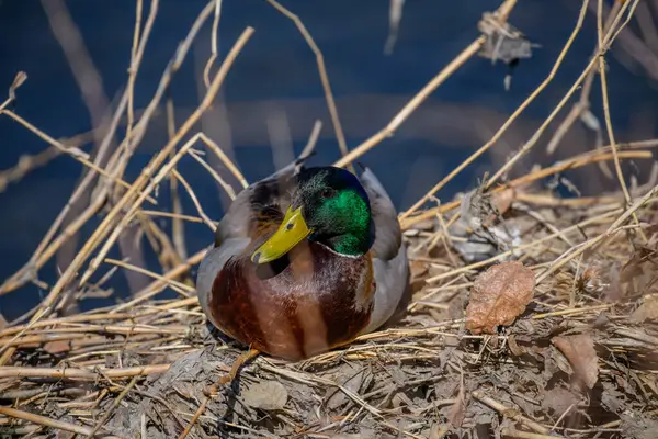 male mallard duck with brown feathers