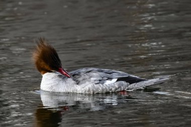 Güzel bir kuşun yakın çekimi.