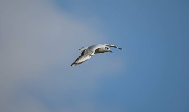 martı gökyüzünde uçar