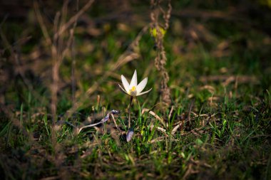 Beyaz lalenin çiçeği