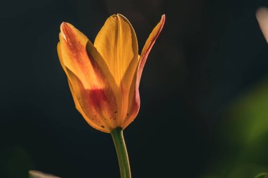 Bahçedeki güzel sarı çiçek