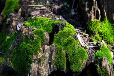 Bir ağaç gövde üzerinde yosun.