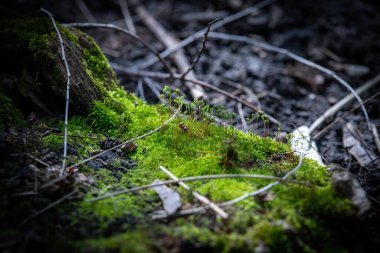 Ormandaki bir ağaçta yosun.