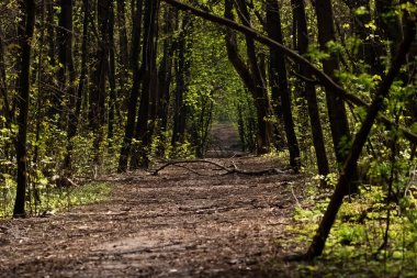 Ormanın güzel manzarası