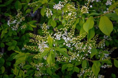 Bahçede beyaz çiçekler