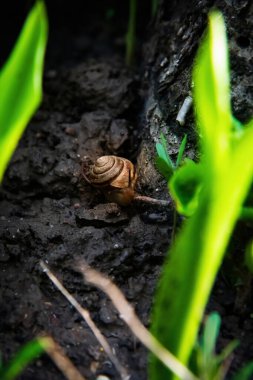 salyangoz yeşil çimenlerin üzerinde